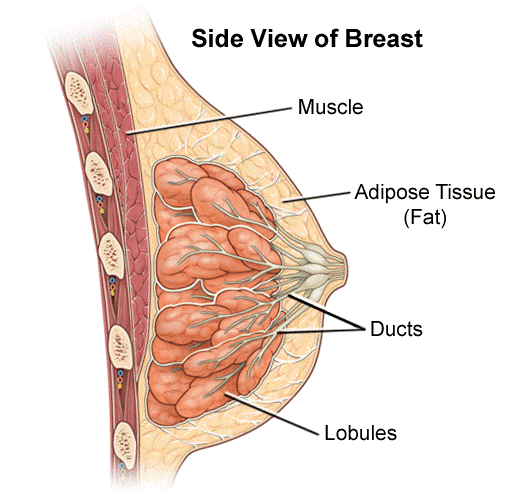 شماتیک توده های سینه