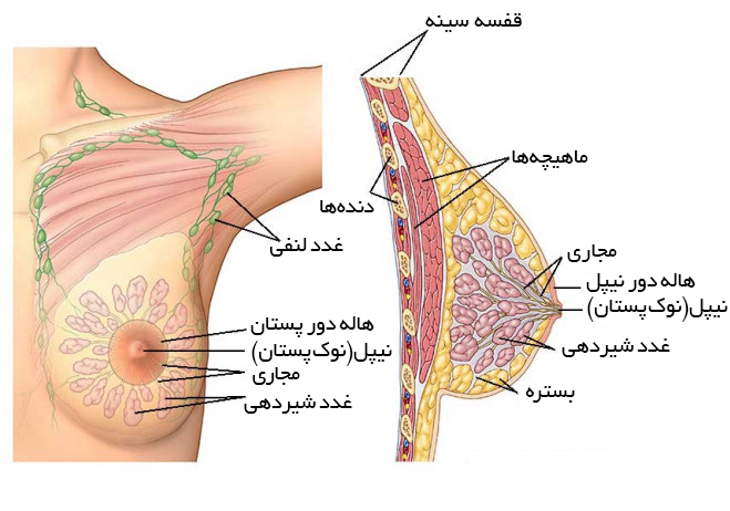 تشخیص توده در سینه